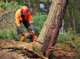 How Our Tree Care Process Works  in  Shullsburg, WI