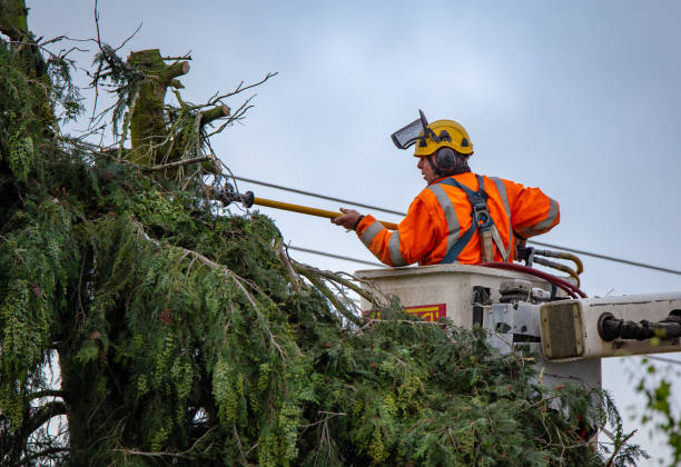 Trusted Shullsburg, WI Tree Services Experts