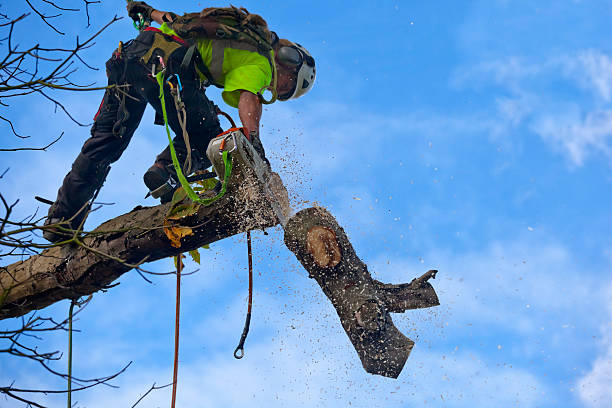 Leaf Removal in Shullsburg, WI